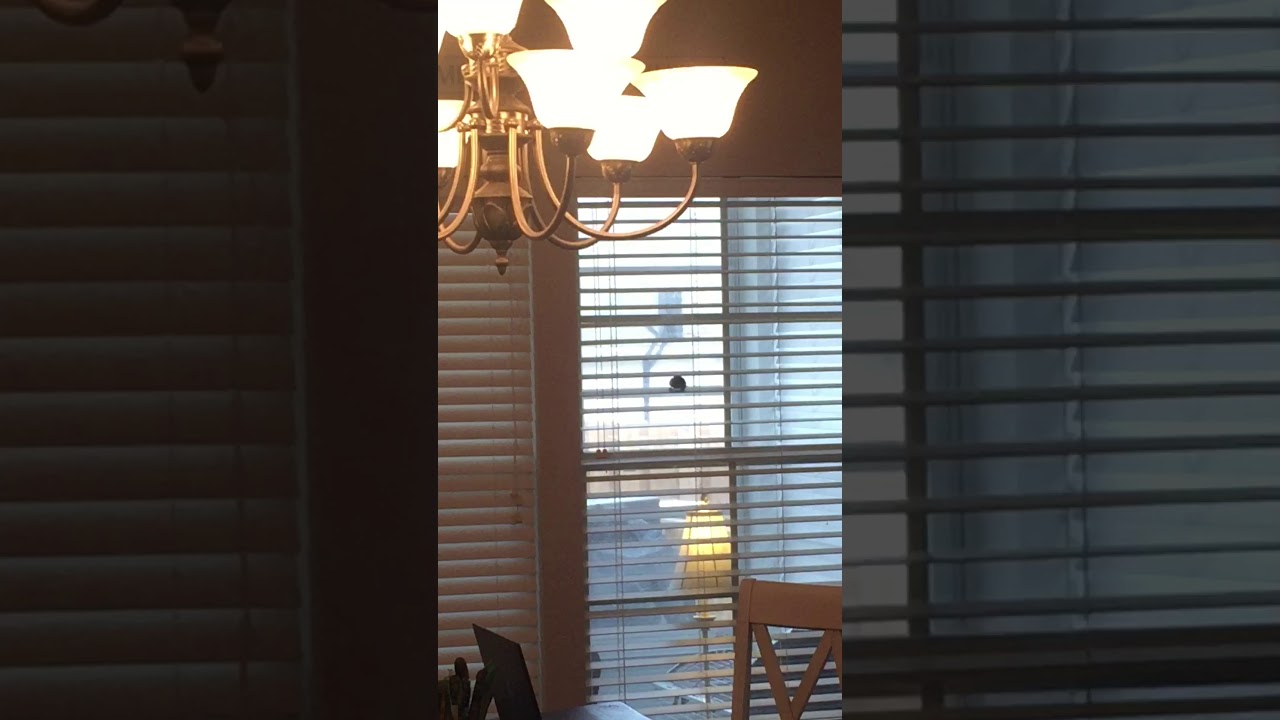 Bird in the house YouTube