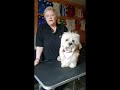 Ali the Dandie Dinmont Therapy Dog の動画、YouTube動画。