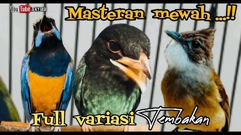 MASTERAN MEWAH  FULL VARIASI TEMBAKAN  KASAR || cungkok - tengkek - jenggot