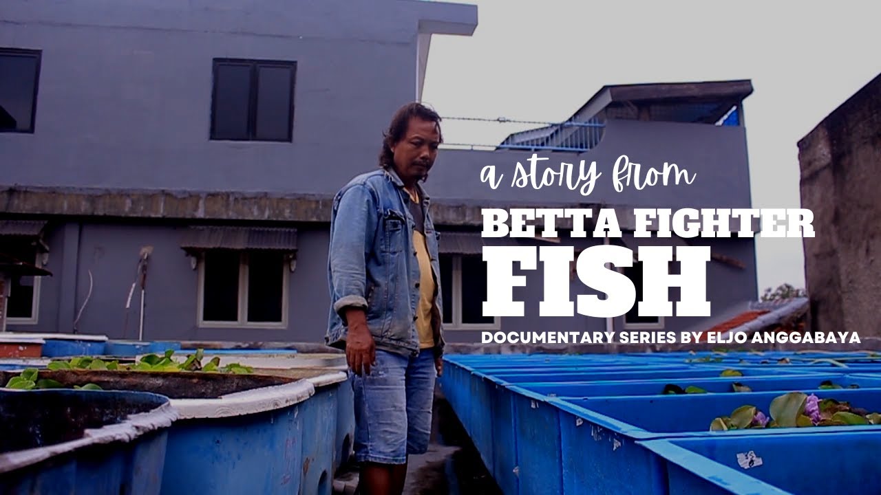 Ikan Cupang Aduan Jakarta Pusat - #LatePost