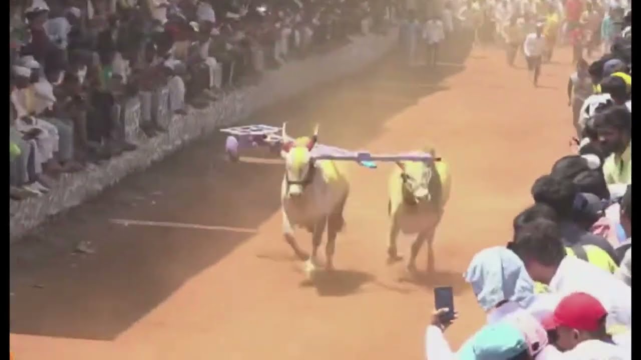 These bullocks hit the bari with the cart on their back Chikhli Pune  bailgada sharyat live jadhavwadi chikhali pune