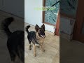 obidience training #germanshepherd #training#youtubeshorts #shorts #viral