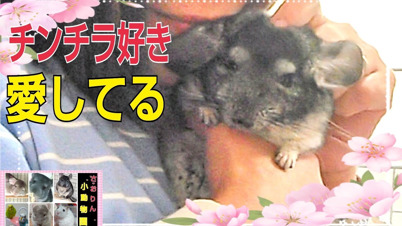 チンチラ好き】人気急上昇チンチラの可愛さを伝えたい＆ペット達を愛し