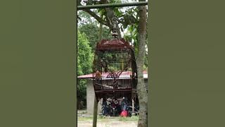 Merbah Jambul Pama Songkhla