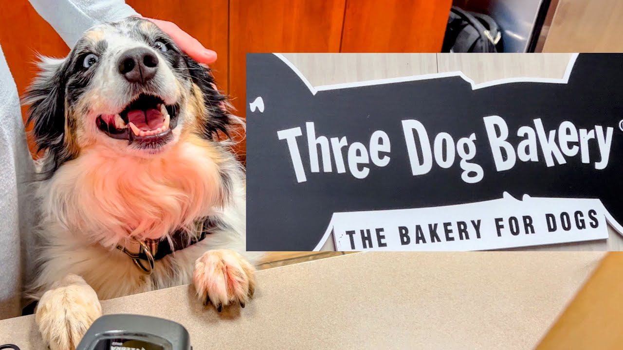 Bentonville Dog Paradise - 3 Dog Bakery - A Bakery and Dog Happiness Shop - The Oz Life
