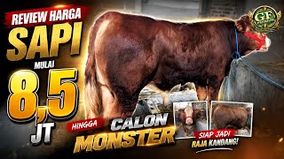 Cattle Price Review at Haji Rudi's Wholesale: Super and Standard Specs