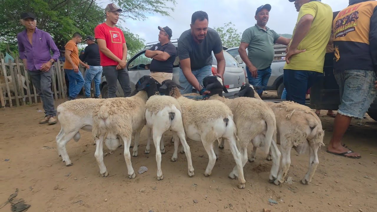 1º DE MARÇO DE 2026 FEIRA DE ANIMAIS DA VILA JERIMUM T.N-PE A MELHOR DA REGIÃO 
