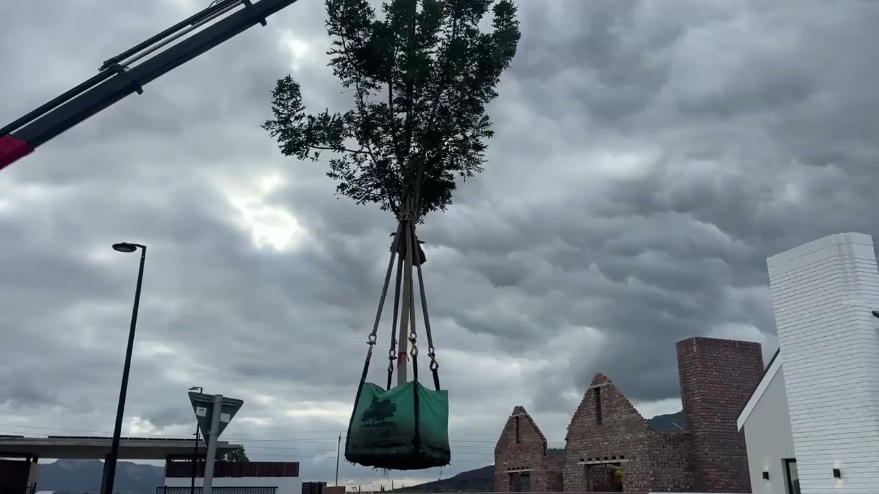 Watch as we install a Harpephyllum caffrum at Avec La Terre Estate. 🎥✨