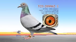 【林書安】T23-209962