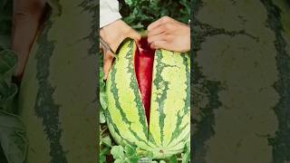 Watermelon Beautiful Color