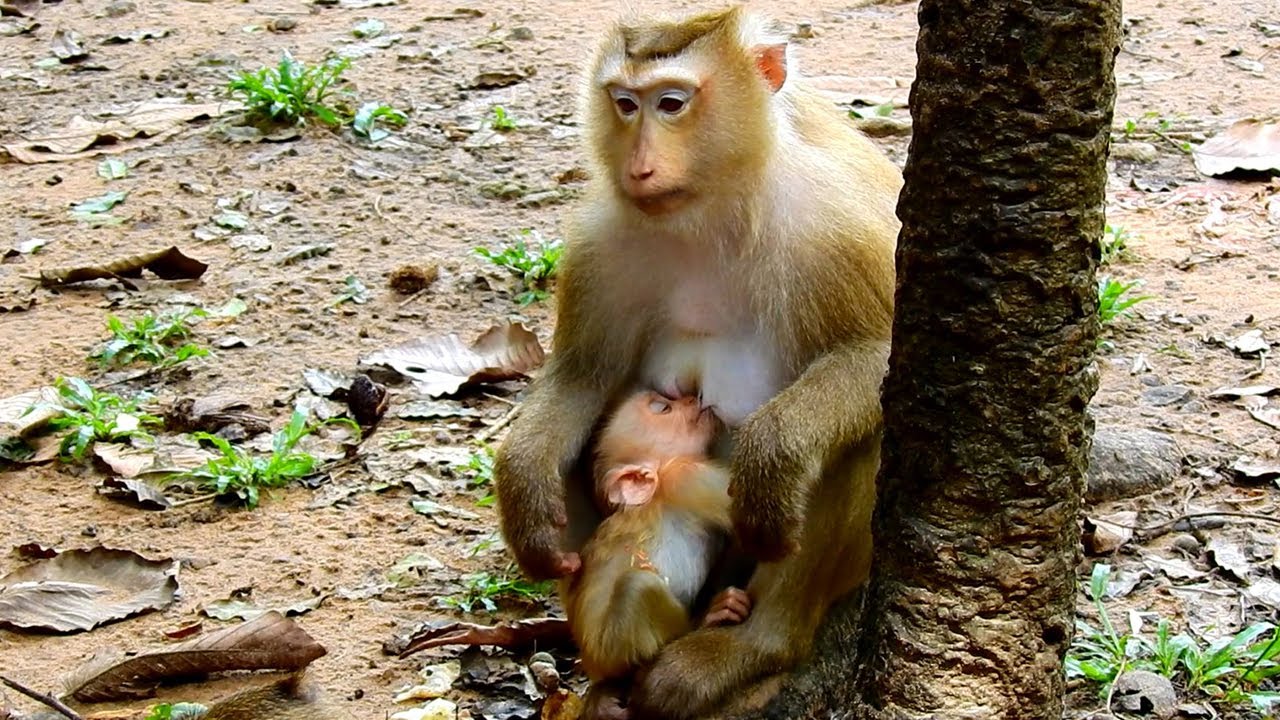 Very good mother Rose feeding milk to newborn baby monkey Robin to make her baby grow up fast