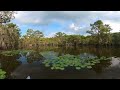 Caddo lake