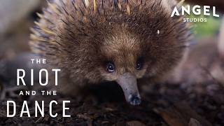 Up Close with Echidnas: Nature’s Unique Mammal | The Riot And The Dance
