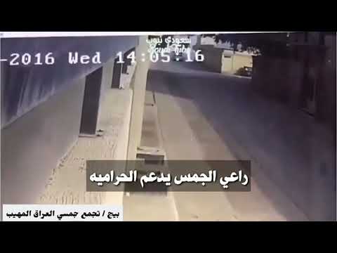 فزعات راعي الجمس و الله كفوو