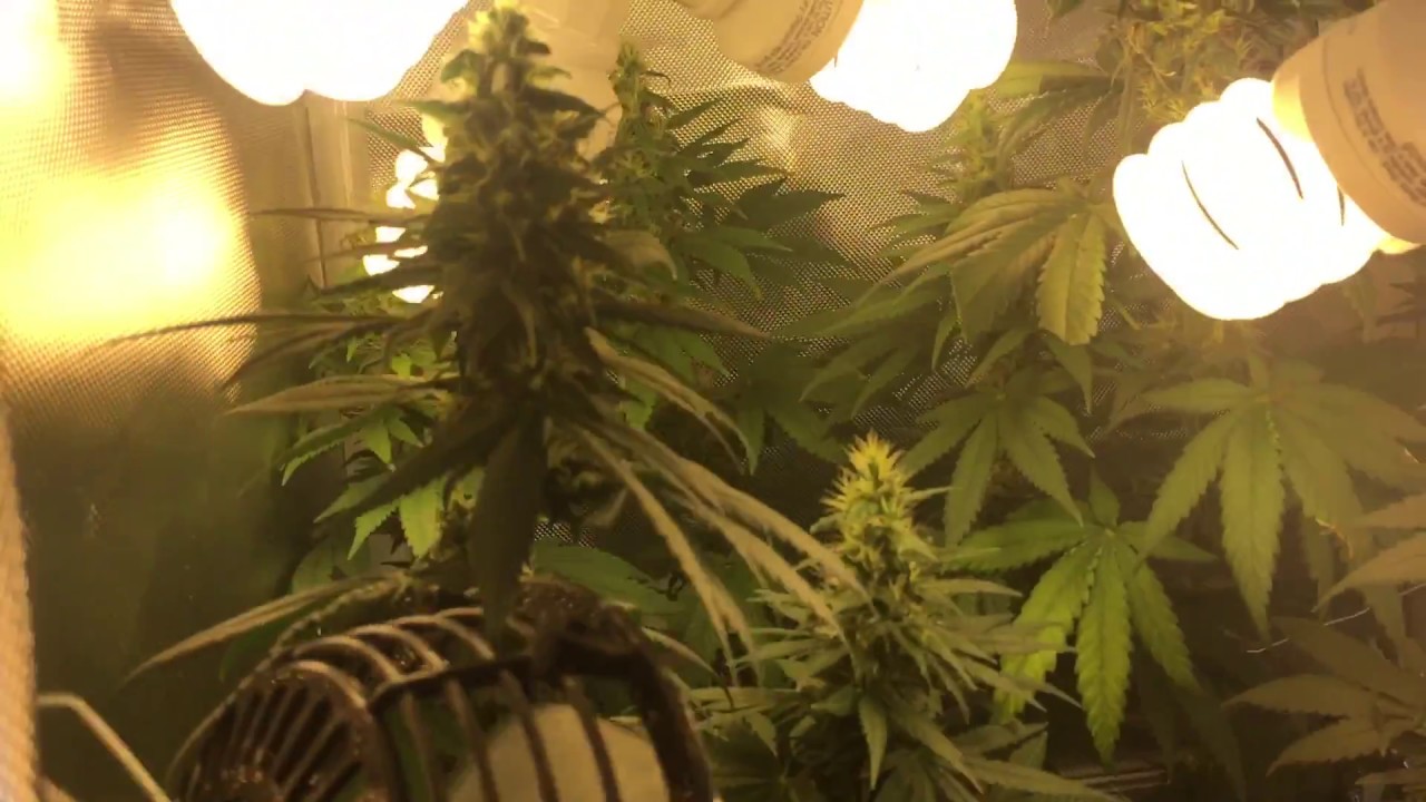 Cfl Grow Tent Week 5 Flowering Durban Widow YouTube