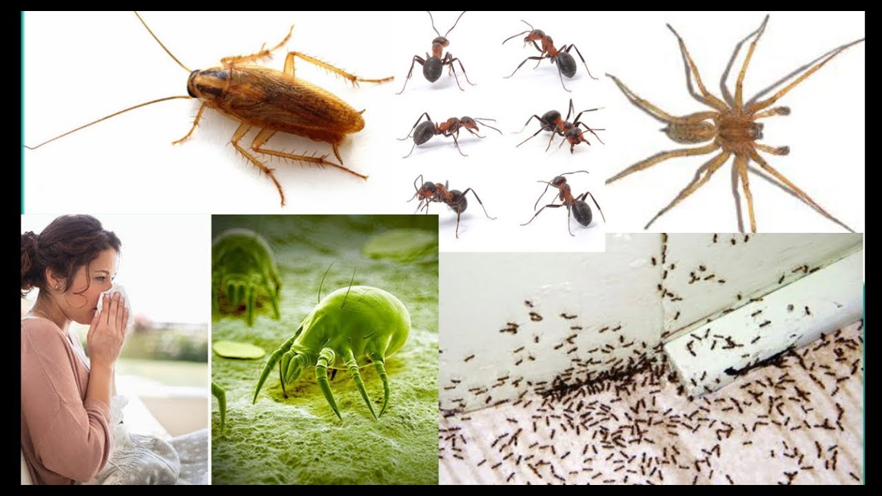 मकड़ियों, चीटियों, cockroaches व Dust Mite से छुटकारा पाने के घरेलू