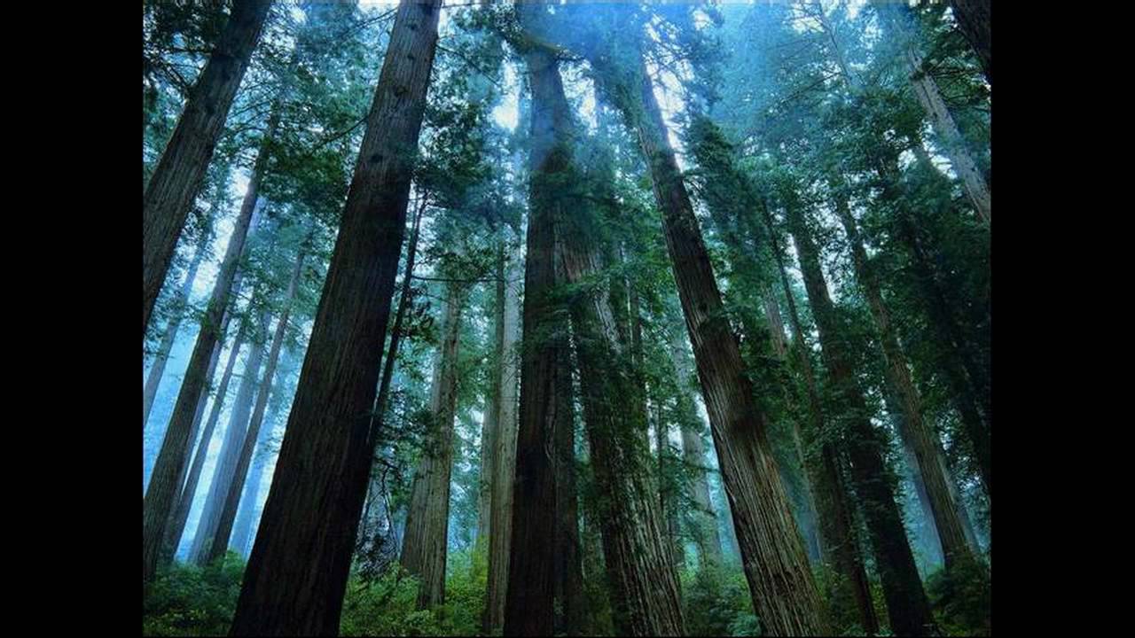 Neal Scarborough - Madagascar (Original Mix) adlı videoyu YouTube'da izle Neal Scarborough - Madagascar (Original Mix) adlı videoyu YouTube'da izle