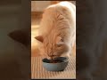 When food arrives… nothing else matters 😼🍽️Do you eat like this too?#Shorts #Cat  #Pets #Viral