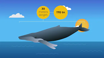The largest living creature in the world? Probably, not the one you imagined | ACCIONA #Imnovation