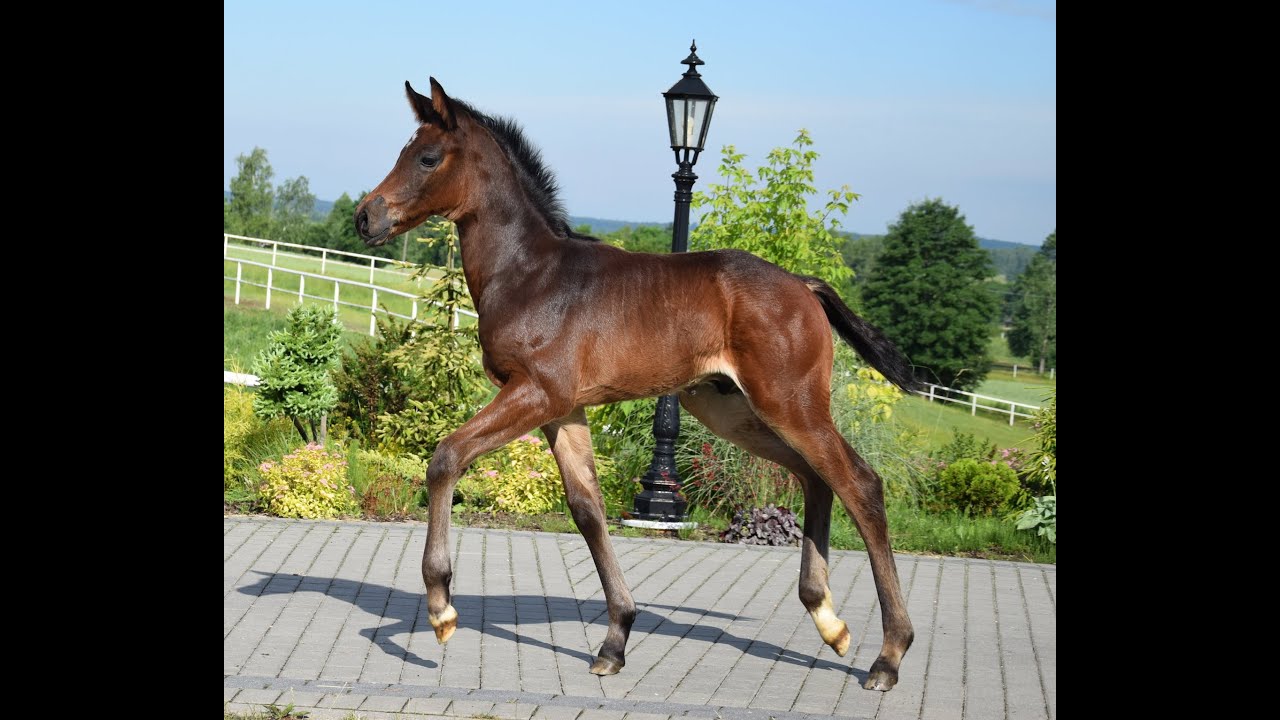 Stallion born 2020 from Contendro Obolensky YouTube