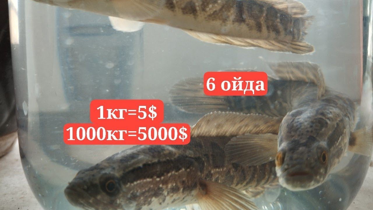 Илонбалк илонбош личенкаси чаваги сотувда Икромжон