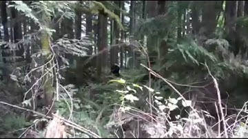 Sasquatch caught on video by Chinese tourists Breakdown