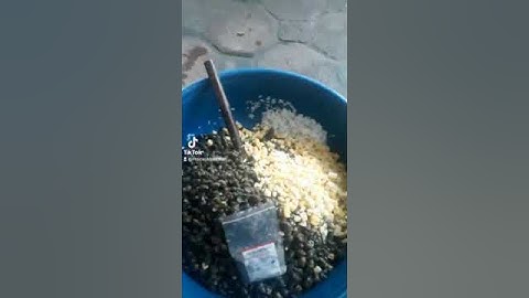 bật chế độ cá vào nhanh nhất