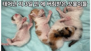 태어난 지 3일만에 유기 당한 새끼 고양이들 | 구조후 3일간의 기록