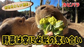 カピバラの弱肉強食を垣間見た！