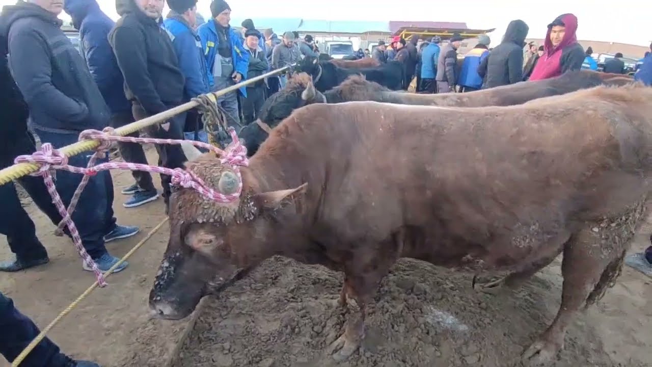 Турткул мол бозор 22.02.2026