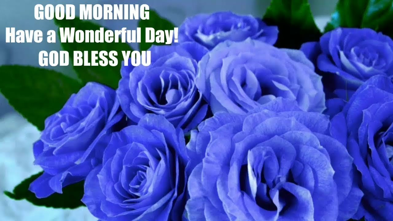 Good Morning With Beautiful Rose Whats App Video Youtube