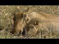 Lost Baby Warthog Looking For its Mother