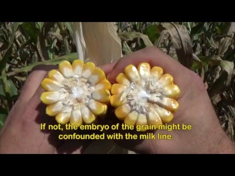 determining-harvesting-time-for-corn-silage