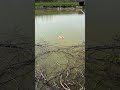 MONSTER Fish Explodes Out of the Water! 😱🐟 Epic Fishing Catch