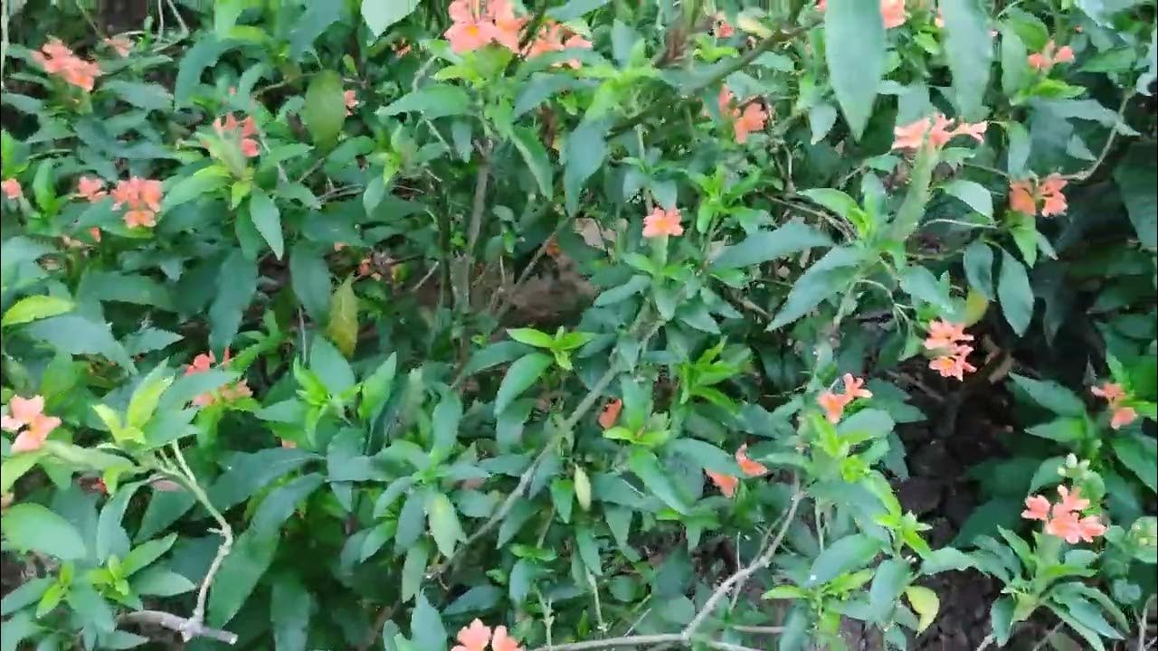 Kanakambaram plants - YouTube