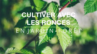 Cultiver avec les ronces en jardin-forêt ! 