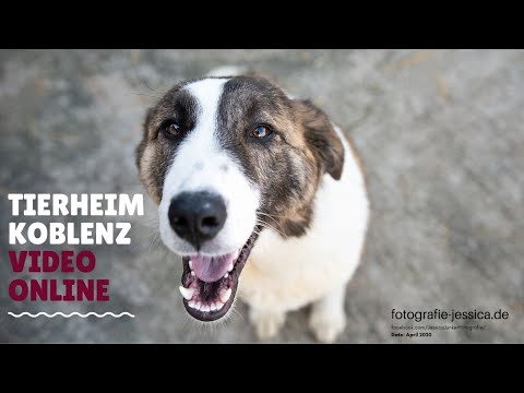 Video: Social Media Und Tierheime: Hund Mit Facebook Gerettet