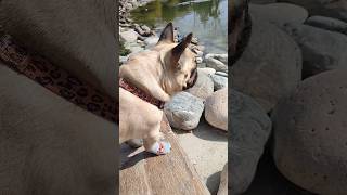 В поисках золотого ключика. #бульдогмигель