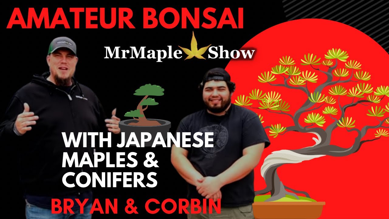 The Amateur Bonsai Guys! Bonsai with Japanese Maples & Conifers