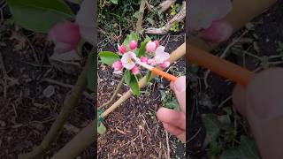 How To Help Pollinate Your Apple Trees