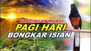 đź”´ LIVE 29 - Pancingan Murai Batu Pagi Hari Full Isian Tembakan Kasar Murai Lain Pasti Nyaut