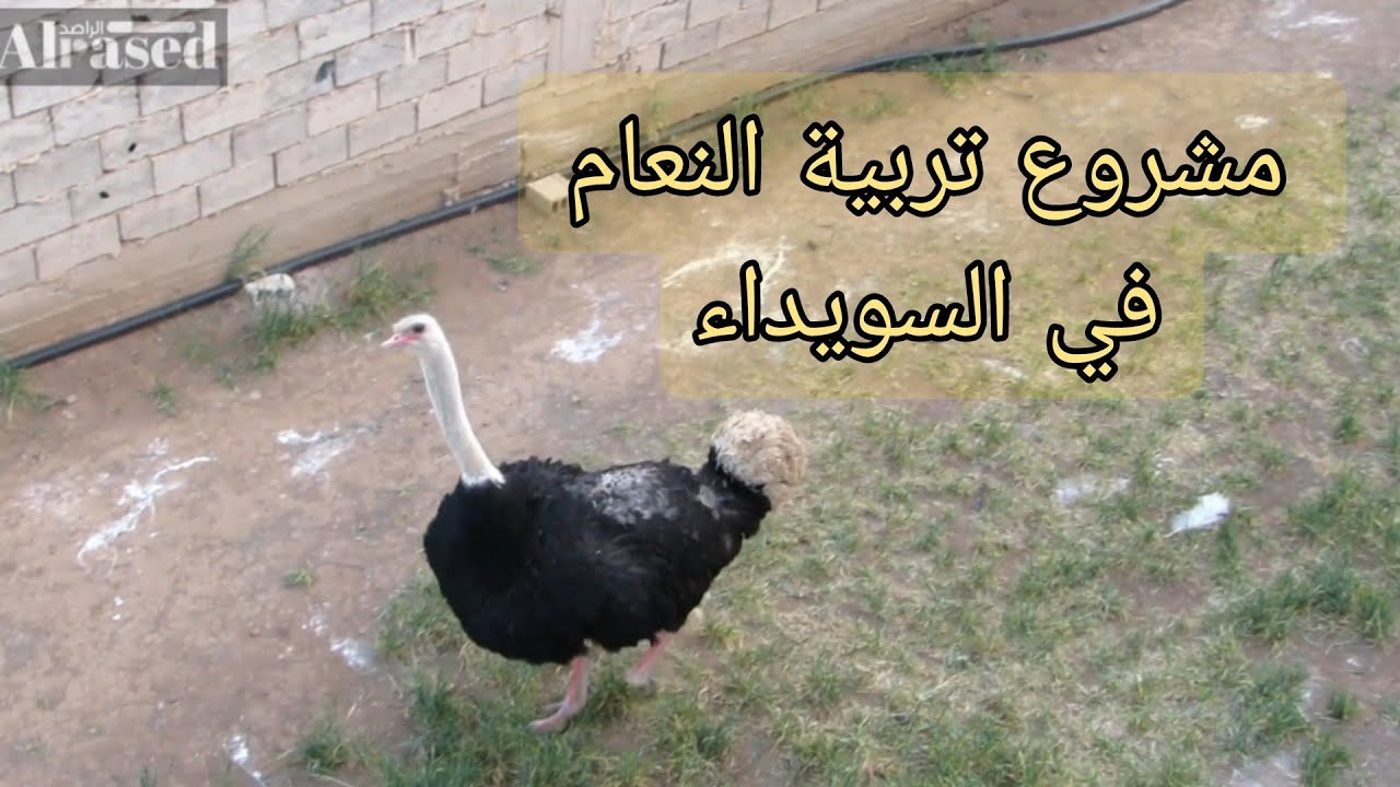 تربية النعامة في السويداء/ السيد أكرم أبو حسون