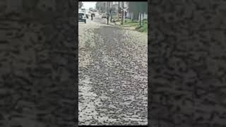 Vecinos Piden Que Limpien Calle Concejal Veiga