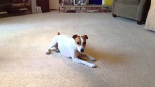Jack Russell Terrier Post-Bath
