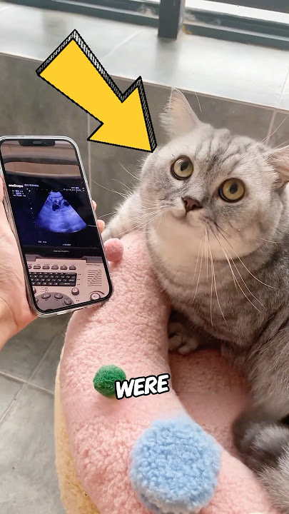 The cat was tricked twice