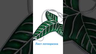 лист лотлориена🌿 из властелин колец