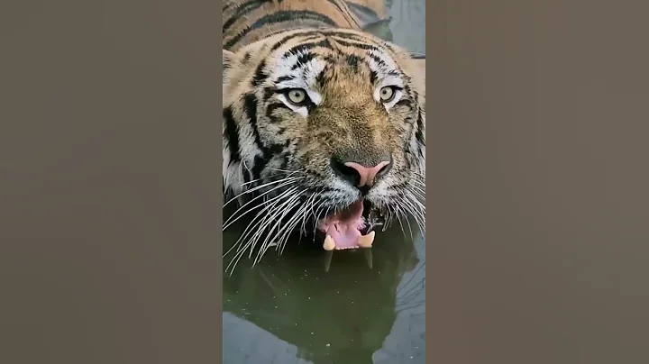 #shorts || Look at this tiger growl #feedshorts #shortsvideo #animals