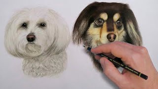 Dogs Drawing 🐶 | Colored Pencils by Timo Scheld Paintings 343 views 7 months ago 3 minutes, 5 seconds