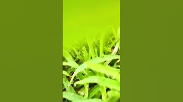 save tree #shortsfeed #trees