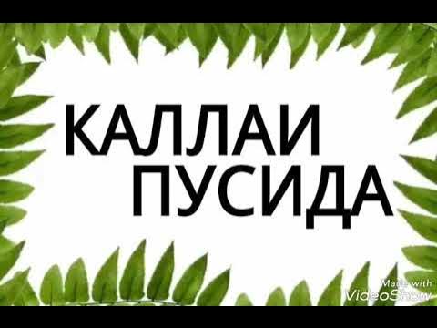Шахристан таджикистан. Калаи пусида. Рамия аюби. Одина хошим газали калаи пусида. Гиссар древний город.